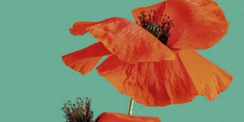 portada de llibre